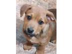Adopt Arche a Dachshund, Manchester Terrier