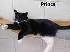 Adopt Prince a Domestic Short Hair