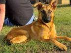 Adopt Rocket a German Shepherd Dog