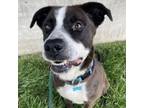 Adopt Wiley E. a Border Collie, Terrier