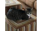 Adopt Maxx - front paw declawed a Domestic Short Hair