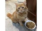 Adopt Creamsicle a Domestic Long Hair