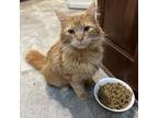 Adopt Creamsicle a Domestic Long Hair, Maine Coon