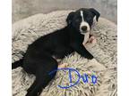 Adopt Duo (Love the Tub puppies 1) a Labrador Retriever, Pit Bull Terrier