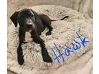 Adopt Hawk (Love the Tub puppies) a Labrador Retriever, Pit Bull Terrier