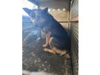 Adopt Finn a Mixed Breed, Australian Cattle Dog / Blue Heeler