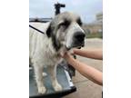 Adopt Grisham a Anatolian Shepherd, Mixed Breed