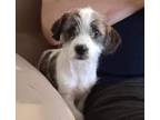 Adopt Scruffy #full-of-life-fun-and-love a Jack Russell Terrier