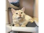 Adopt Gus a Extra-Toes Cat / Hemingway Polydactyl