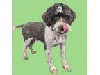 Adopt Bruno a Poodle, German Shorthaired Pointer