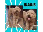 Adopt Ikaris a Poodle, Golden Retriever