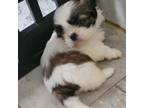 Shih Tzu Puppy for sale in Senecaville, OH, USA