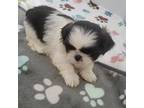 Shih Tzu Puppy for sale in Senecaville, OH, USA