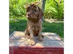 Cock-A-Poo Puppy for sale in Lawrenceburg, IN, USA