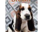 Basset Hound Puppy for sale in Kingsport, TN, USA