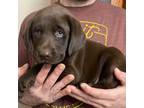 Labrador Retriever Puppy for sale in Weaverville, NC, USA