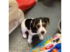 Parson Russell Terrier Puppy for sale in Blossom, TX, USA