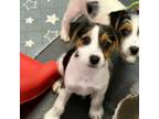 Parson Russell Terrier Puppy for sale in Blossom, TX, USA