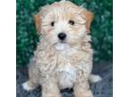 Maltipoo Puppy for sale in Sugarcreek, OH, USA