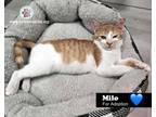 Adopt Milo a Domestic Short Hair