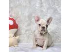 French Bulldog Puppy for sale in Palm Beach, FL, USA