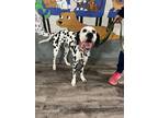 Adopt Maverick a Dalmatian