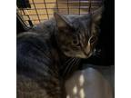 Adopt Phineas a Domestic Short Hair