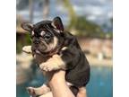 French Bulldog Puppy for sale in Riverside, CA, USA