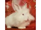 Adopt Jackson a Lionhead