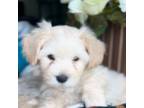 Maltipoo Puppy for sale in Richmond, TX, USA