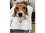 Adopt Butterball a Beagle