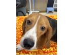 Adopt Bandit a Beagle