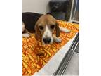 Adopt Biscotti a Beagle