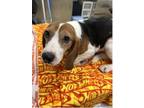 Adopt Beevus a Beagle