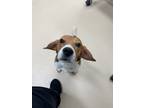 Adopt Dobby a Beagle