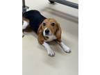 Adopt Squeak a Beagle