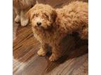 Mutt Puppy for sale in Poughkeepsie, NY, USA