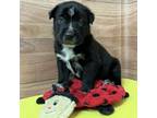 Adopt Fred a Labrador Retriever, Cattle Dog