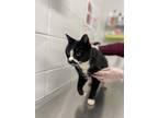 Handsome Homie, Domestic Shorthair For Adoption In Baltimore, Maryland