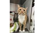 Tupaws, Domestic Shorthair For Adoption In Baltimore, Maryland