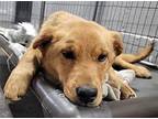 Noel, Golden Retriever For Adoption In Newport, Kentucky