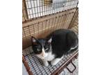 Cookie, Domestic Shorthair For Adoption In Wausau, Wisconsin