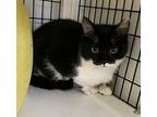 Paula, Domestic Shorthair For Adoption In W. Windsor, New Jersey