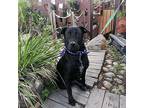 Sky, Labrador Retriever For Adoption In Carlsbad, California