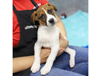 Hermes, Jack Russell Terrier For Adoption In Atlanta, Georgia