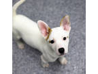 Demeter, Jack Russell Terrier For Adoption In Atlanta, Georgia