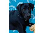 Leo, Labrador Retriever For Adoption In Carlsbad, California