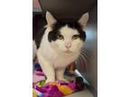 Cowcat, Domestic Shorthair For Adoption In Lewiston, Maine