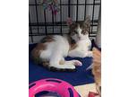 Squeegee, Domestic Shorthair For Adoption In Hartford City, Indiana