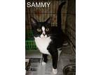 Sammy (fcid# 03/19/2024 - 909 Trainer), Domestic Shorthair For Adoption In